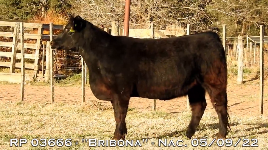 Lote VAQUILLONAS  P.P.