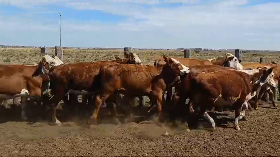 Lote 14 Terneros