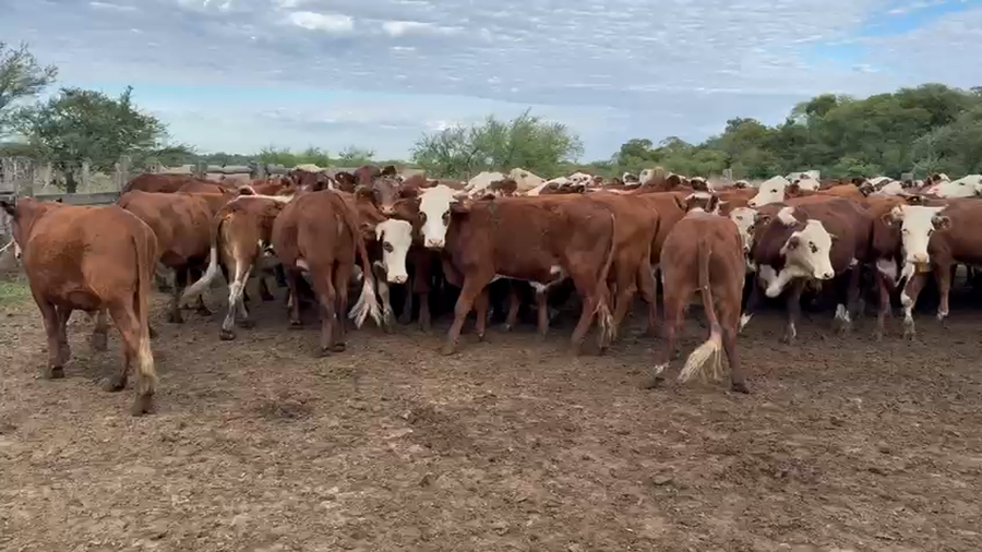 Lote 70 Novillos