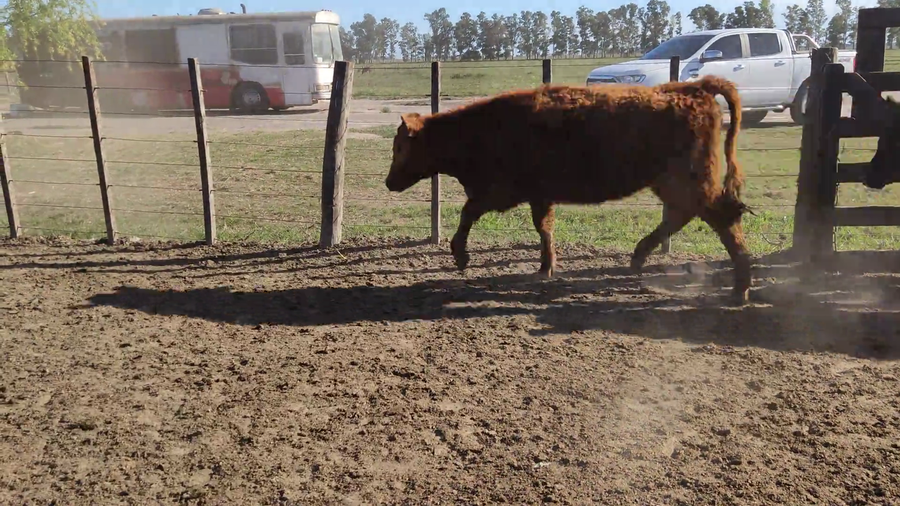 Lote 120 Terneras en Brandsen, Buenos Aires