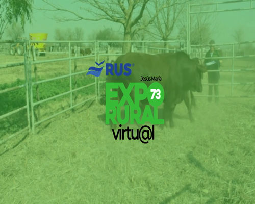 Lote TOROS PP BONSMARA