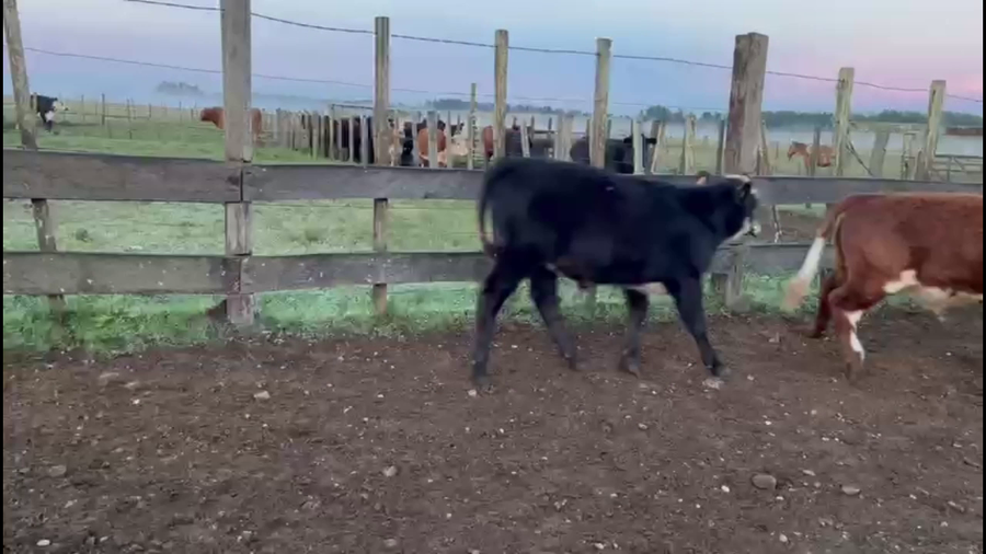 Lote TERNEROS Y TERNERAS