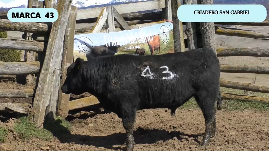 Lote 1 Toro en Coyhaique, XI Región Aysén