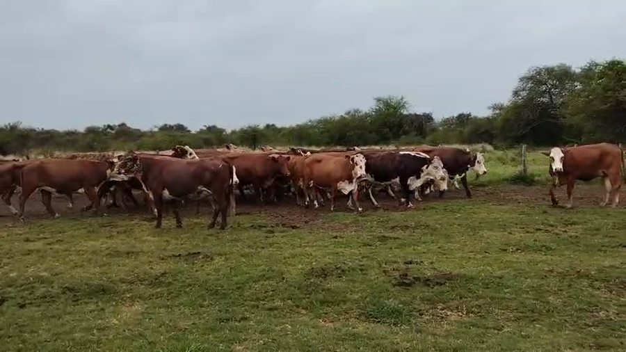 Lote 36 Vacas de invernar