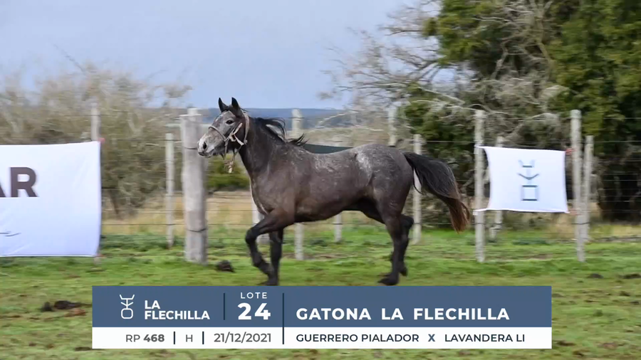 Lote GATONA LA FLECHILLA