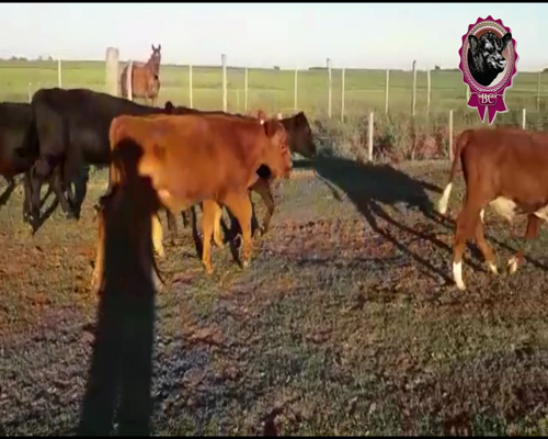 Lote 25 Terneros 160 Kg