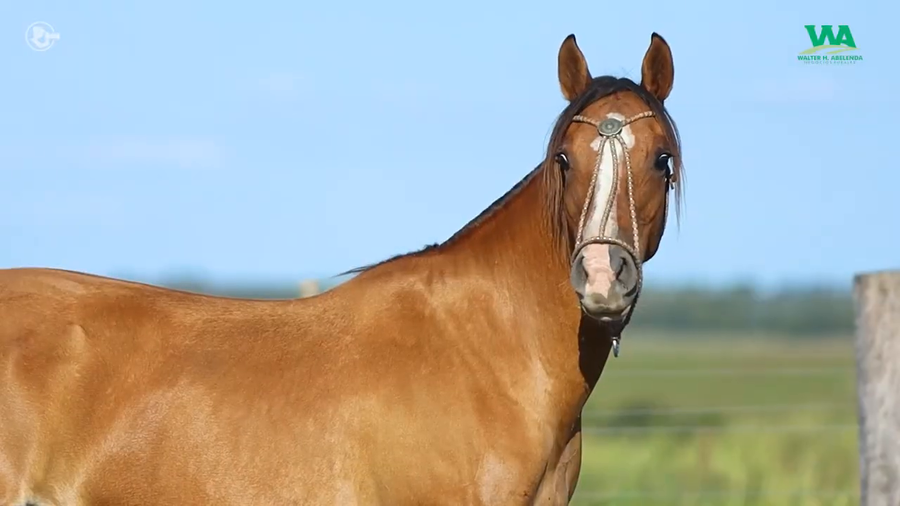 Lote ARMONIA JOSE IGNACIO