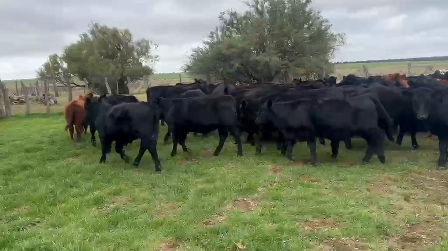 Lote 75 Terneros en La Pampa, Doblas