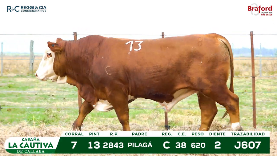 Lote TOROS BRAFORD  REGISTRADOS Cabaña La Cautiva