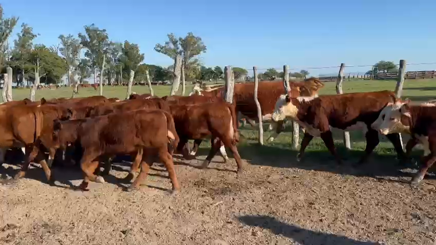 Lote 111 Terneras