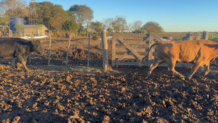 Lote 32 Vaquillonas en Santa Fe, San Cristóbal