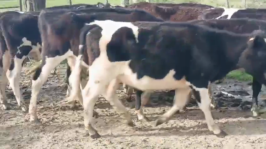 Lote 15 Terneros a remate en Pantalla Camy 200kg - , San José