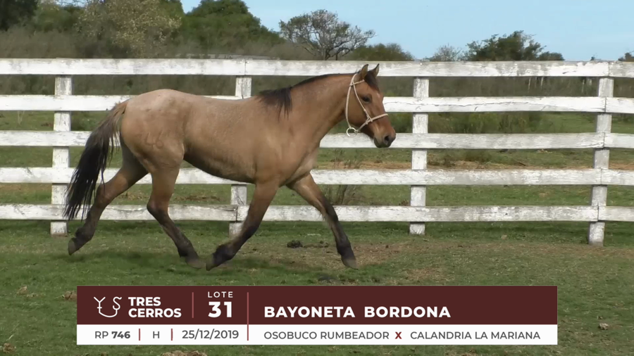 Lote BAYONETA BORDONA