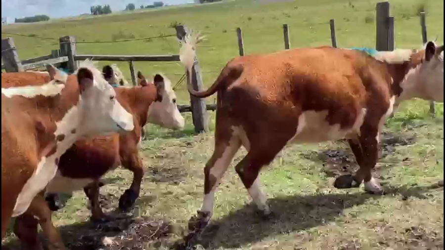 Lote VACAS DE INVERNADA