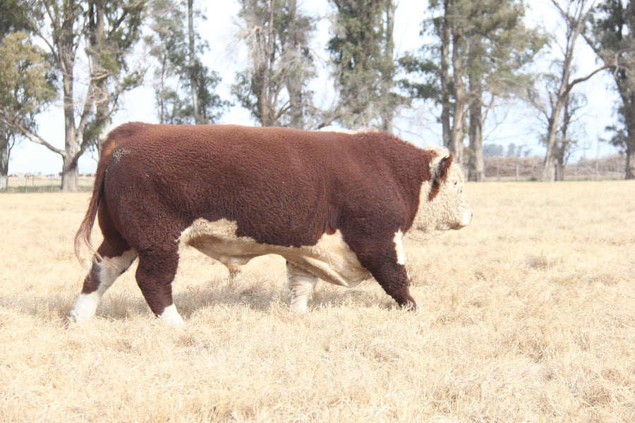 Lote "CHESTER" JOTABE X5011 BAILARIN 154-T/E-