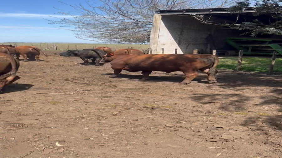 Lote 30 Toros en Monte, Buenos Aires