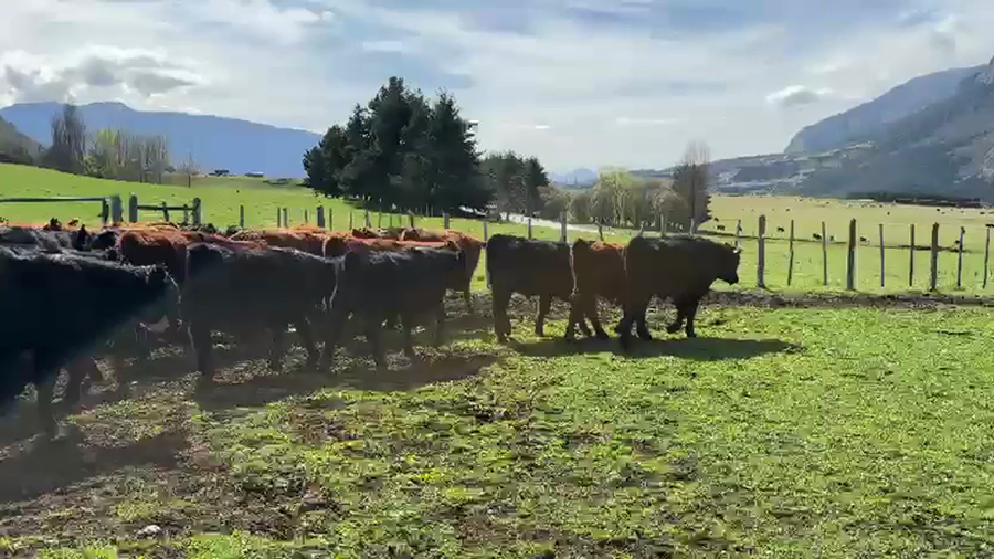 Lote 50 Novillo Engorda en Coyhaique, XI Región Aysén