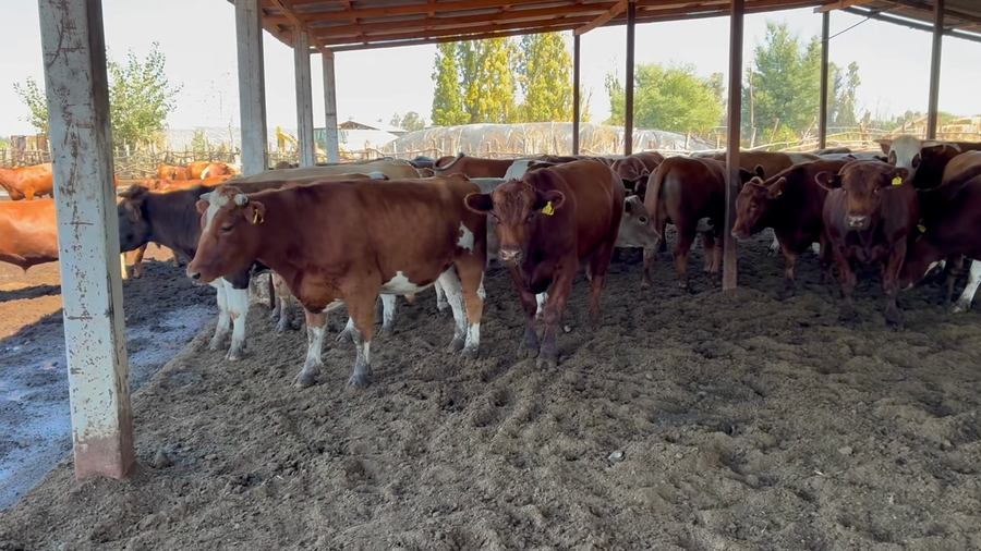 Lote 20 Novillo Gordo en Colbún, VII  Región Maule