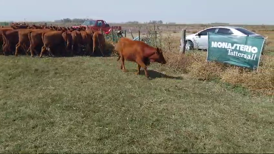 Lote 80 Terneras EN ARBOLEDAS