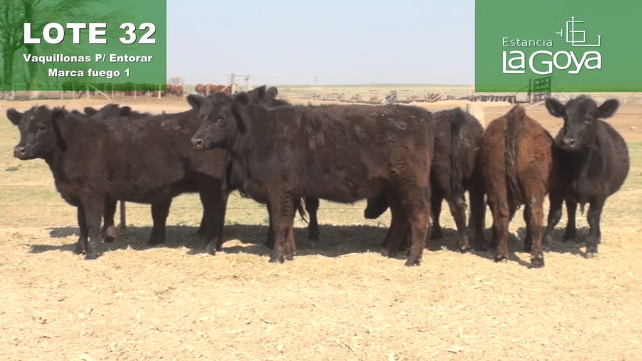 Lote VAQUILLONAS PARA ENTORAR