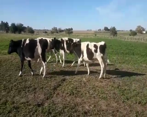 Lote 4 Terneros HOLANDO 230kg - , San José