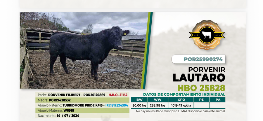 Lote 1 Toro LAUTARO DIIO 0274