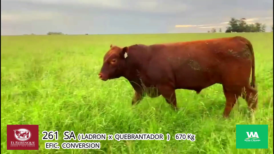 Lote Toros a remate en Angus el Rebenque  en Asociación Rural de Florida