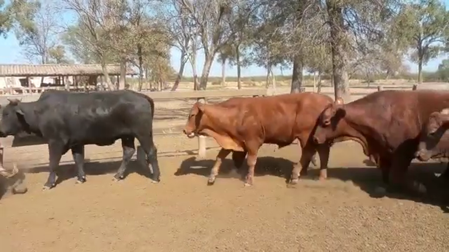 Lote 58 Toros de invernar en J.J. Castelli, Chaco