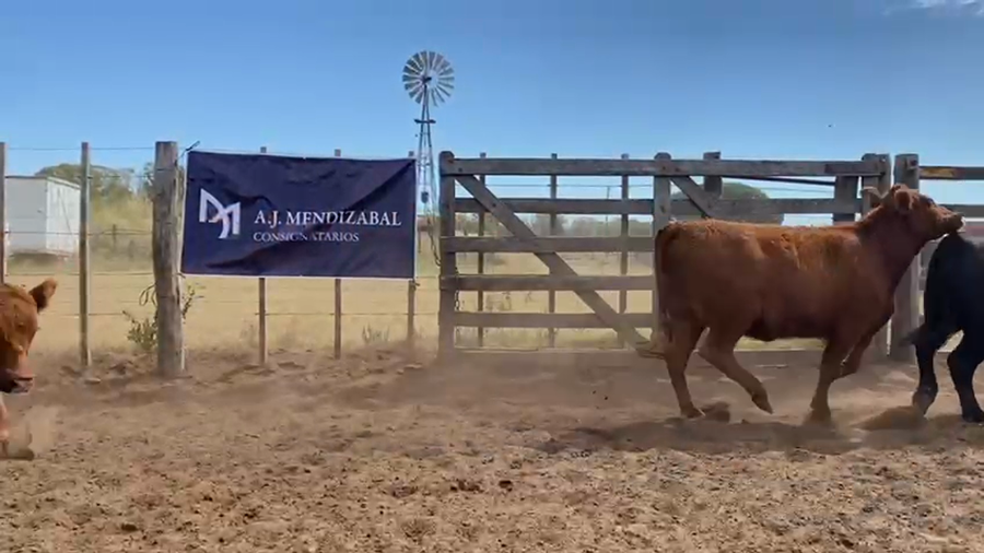 Lote 60 VAQUILLONAS, GUAMINI, PCIA. DE BS. AS.