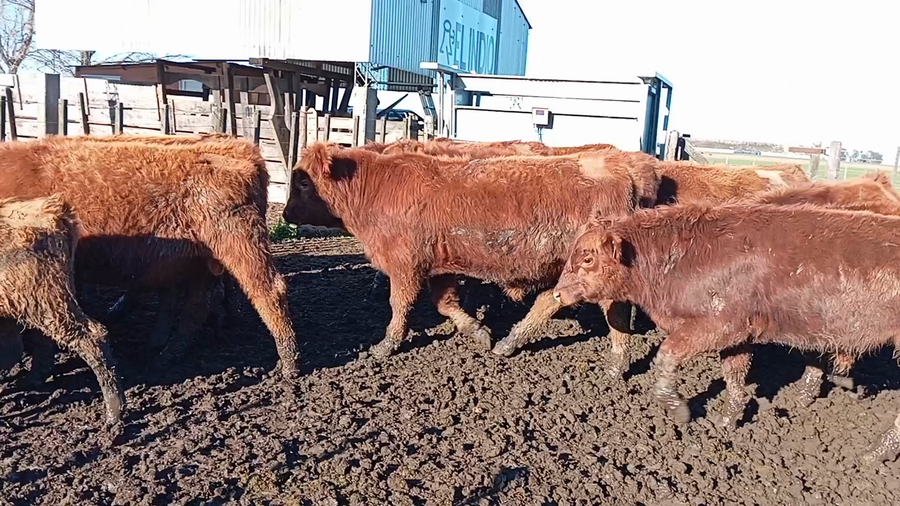 Lote 125 Terneros en Buenos Aires, San Cayetano