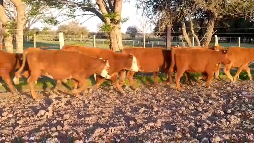 Lote 70 Terneras