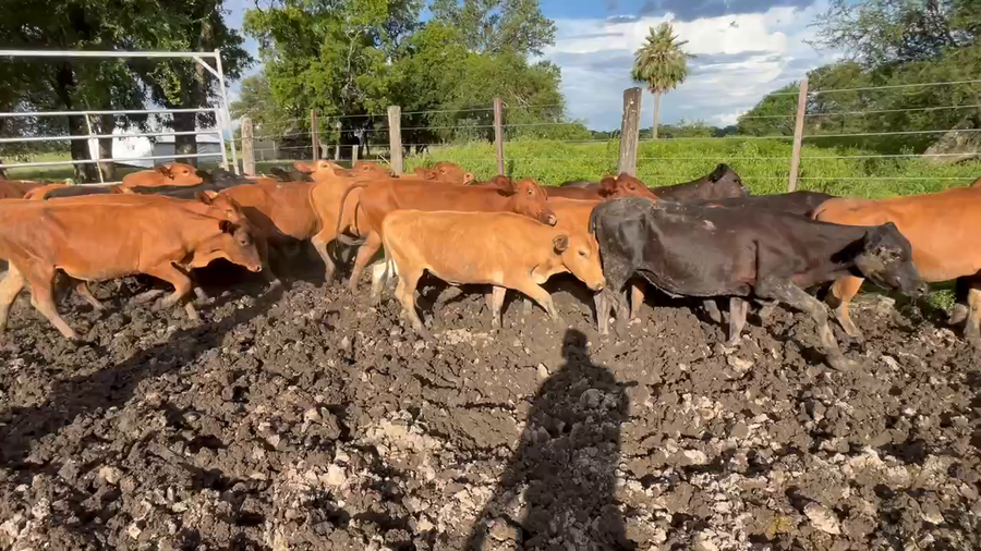 Lote 70 Terneras en Formosa, Formosa