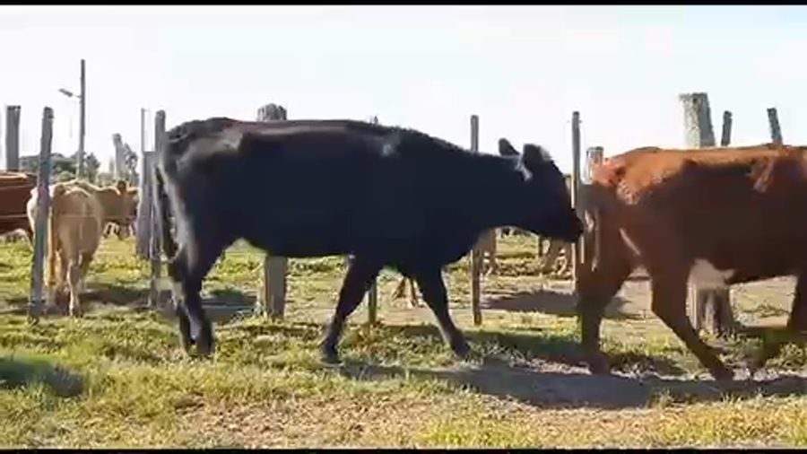 Lote 4 Vacas de Invernada en Tupambaé, Cerro Largo