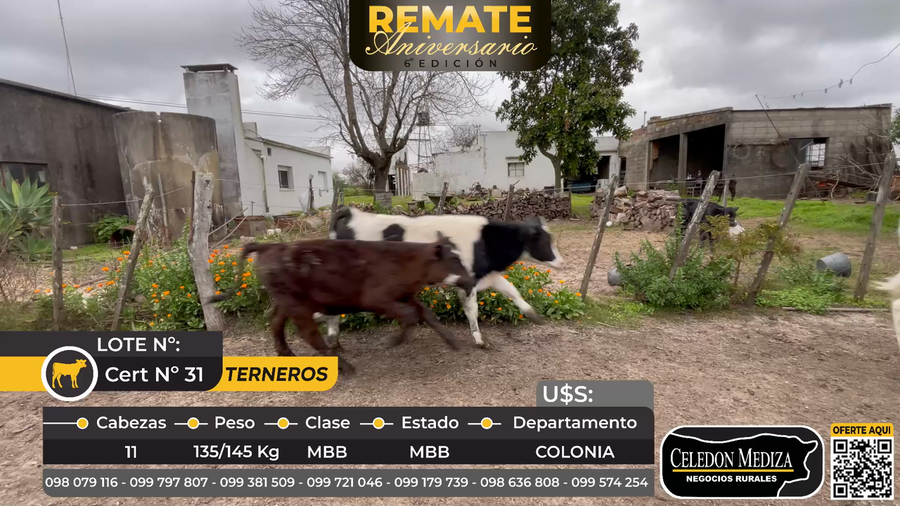 Lote 11 Terneros en Colonia
