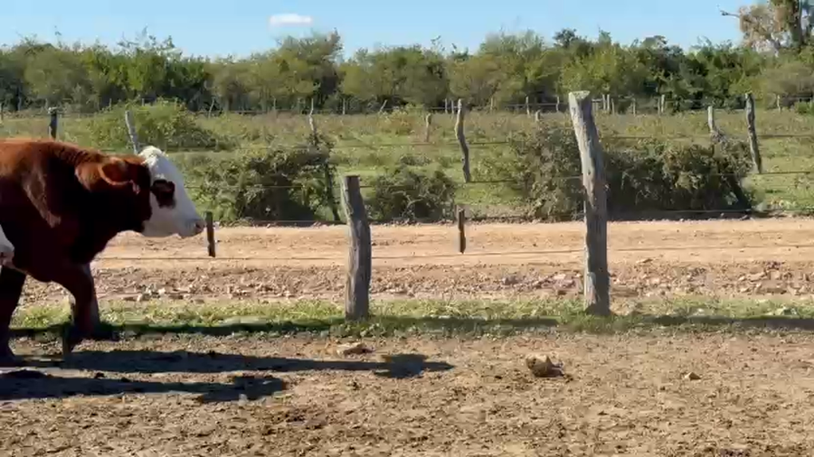 Lote 48 Vacas de invernar