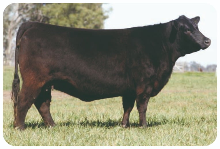 Lote 12 Vaquillonas PC Negras C/Gtia. de Preñez