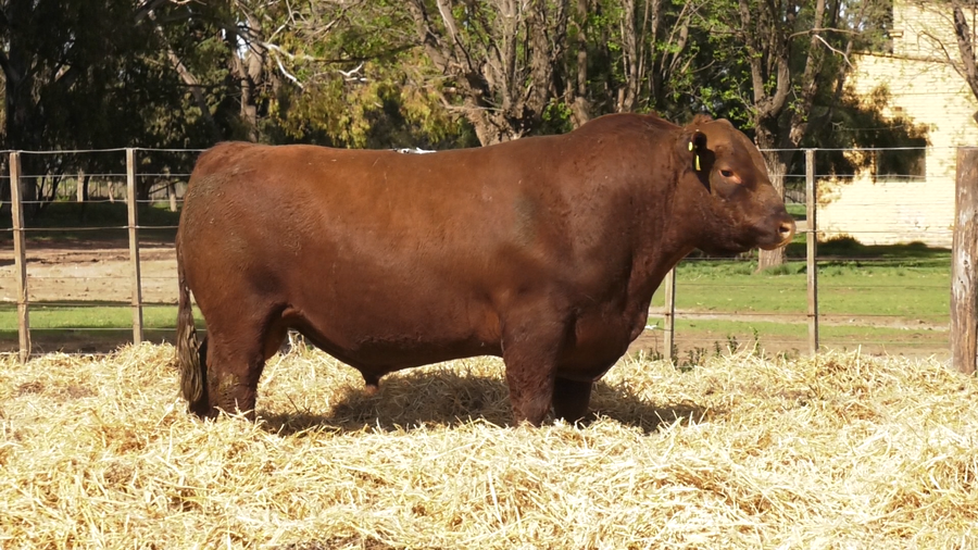 Lote TOROS PUROS CONTROLADOS