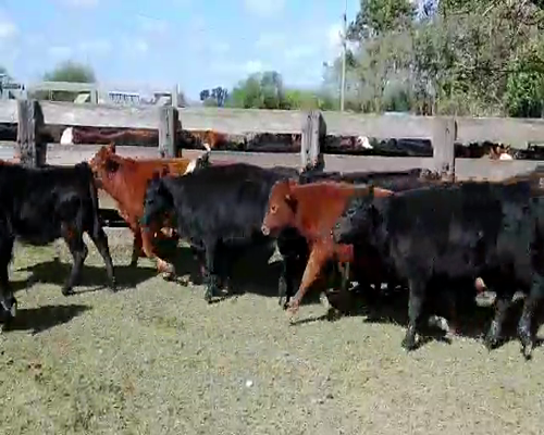 Lote 65 Terneras en Magdalena, Buenos Aires