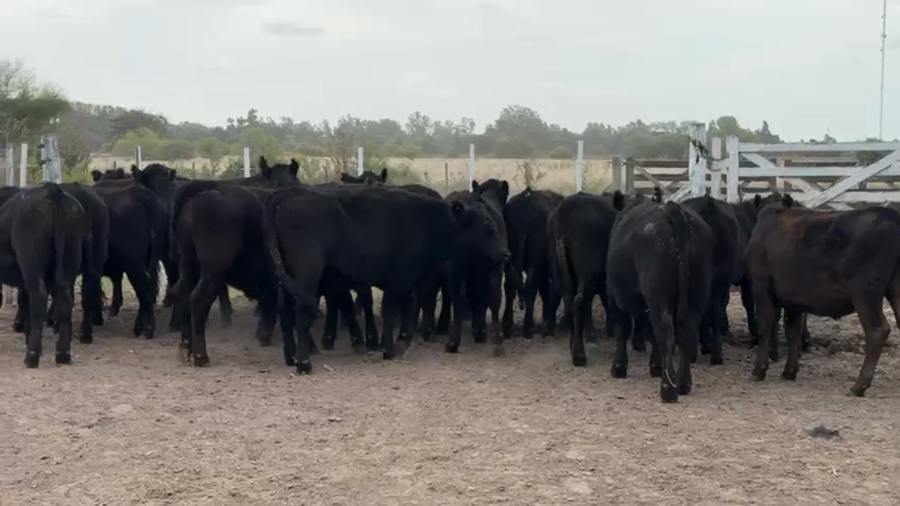 Lote 23 Novillitos