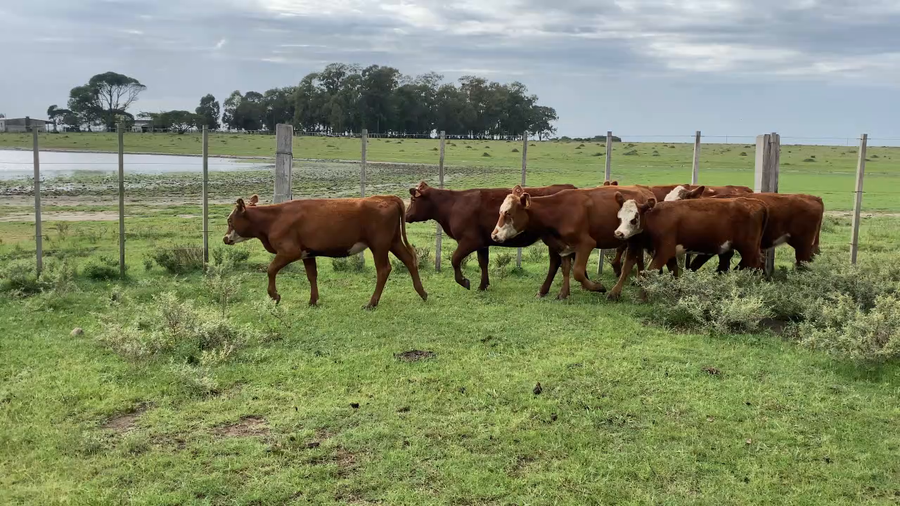 Lote 49 Vaquillonas 1 a 2 años en Treinta y Tres