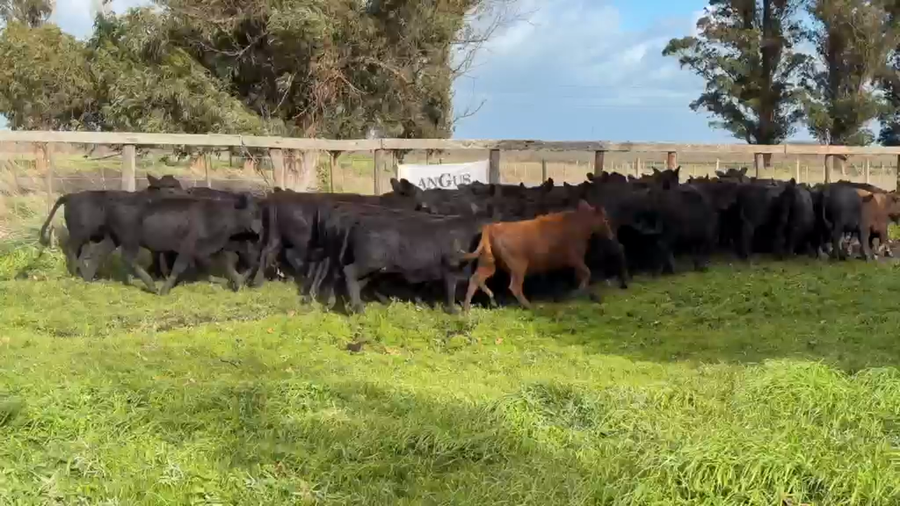 Lote 49 Vaquillonas en Necochea