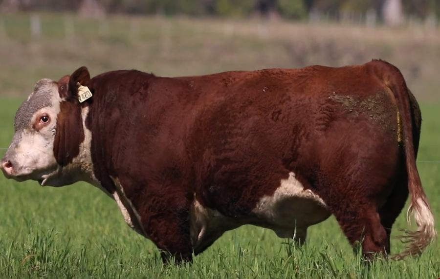 Lote Santa Maria de Arapey