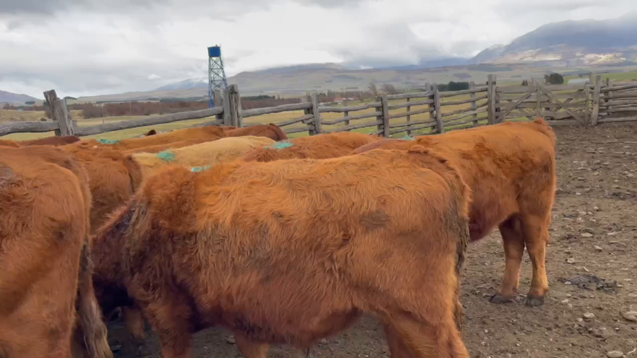 Lote 45 Novillo Engorda en Coyhaique, XI Región Aysén