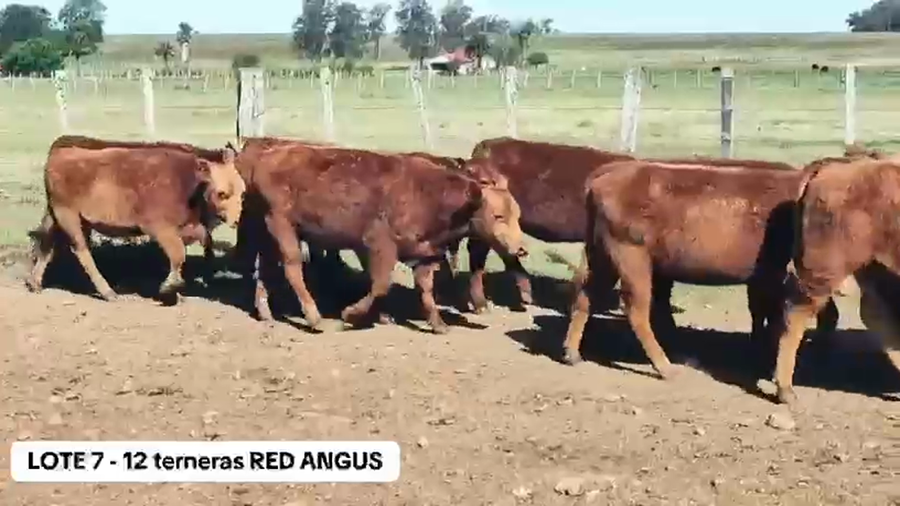 Lote 12 Terneras Red Angus