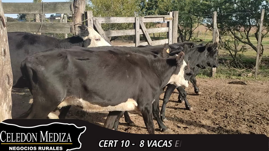 Lote 8 Vientres Entorados en Colonia