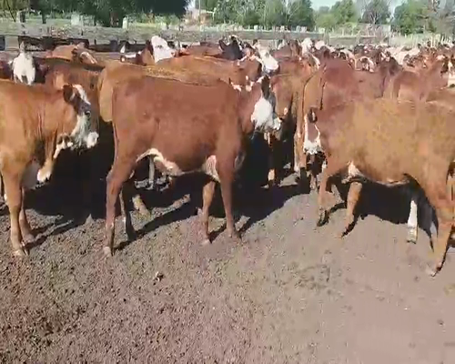 Lote 101 Terneros/as en Villaguay, Entre Ríos