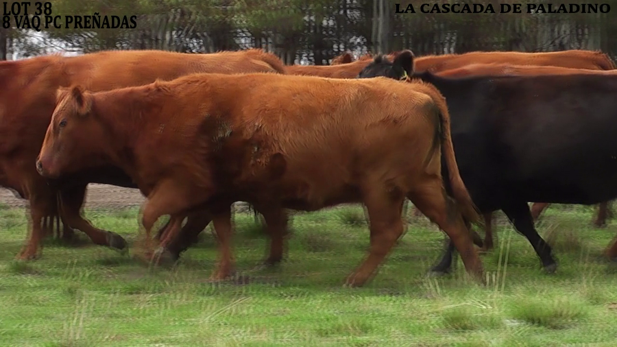 Lote VACAS PREÑADAS