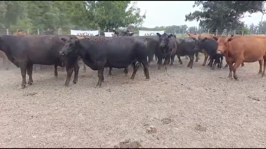 Lote 50 AL CTE USADAS