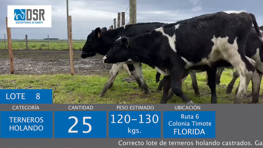 Lote Lote 8 - Ganado