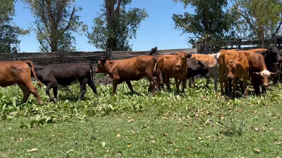 Lote 75 Terneros/as en Gran Guardia, Formosa